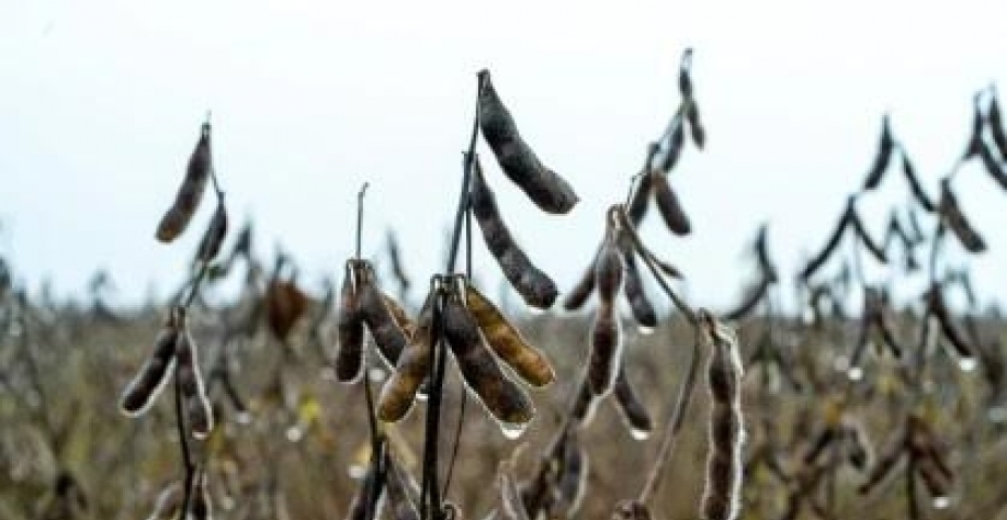 Novas regras para soja favorecem tradings