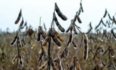 Novas regras para soja favorecem tradings