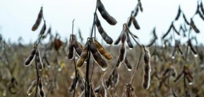 Novas regras para soja favorecem tradings