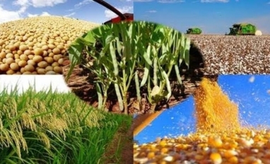 Agropecuária compensa desaceleração de componente cíclica do PIB