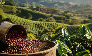 Previsão de safra de café no Brasil derruba preços em Nova York