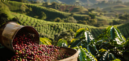 Previsão de safra de café no Brasil derruba preços em Nova York