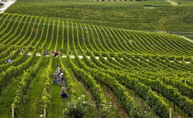 Clima favorável no Sul eleva qualidade da uva e promete bom vinho