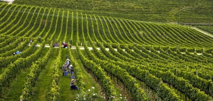 Clima favorável no Sul eleva qualidade da uva e promete bom vinho