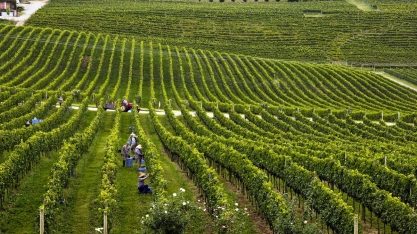 Clima favorável no Sul eleva qualidade da uva e promete bom vinho