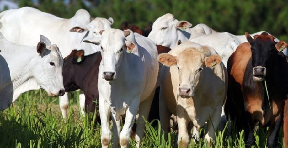 Especulações sobre a guerra afetam preço do boi, diz setor 