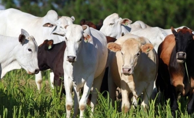 Especulações sobre a guerra afetam preço do boi, diz setor 