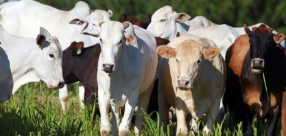 Especulações sobre a guerra afetam preço do boi, diz setor 