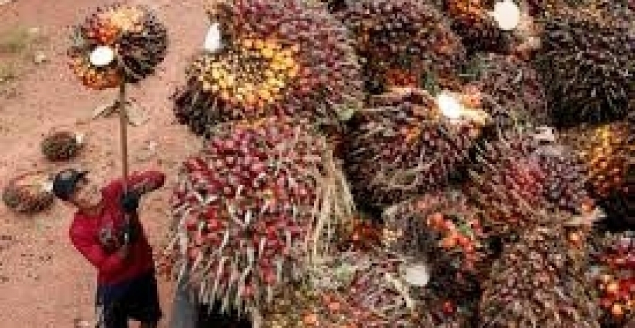 Energia renovável aumenta consumo mundial de óleos vegetais