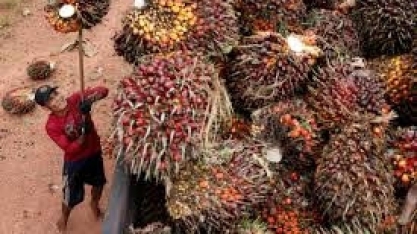 Energia renovável aumenta consumo mundial de óleos vegetais