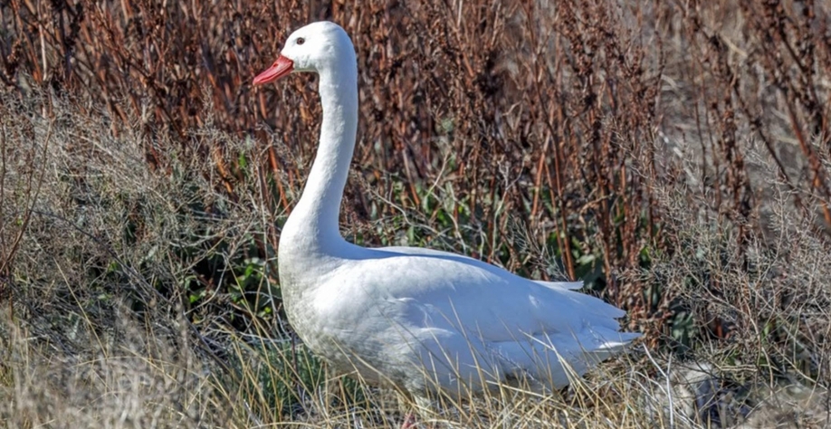 RS registra foco de gripe aviária em aves silvestres na Reserva do Taim