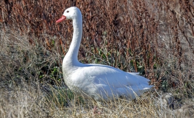 RS registra foco de gripe aviária em aves silvestres na Reserva do Taim