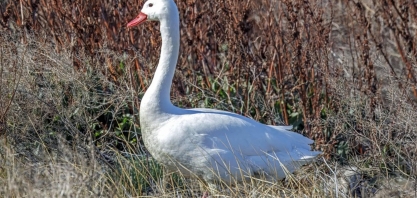 RS registra foco de gripe aviária em aves silvestres na Reserva do Taim
