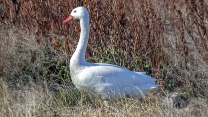 RS registra foco de gripe aviária em aves silvestres na Reserva do Taim