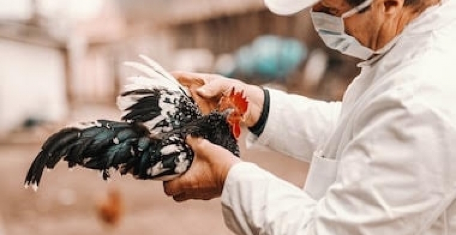 Gripe aviária já matou 201 milhões de aves em granjas dos EUA