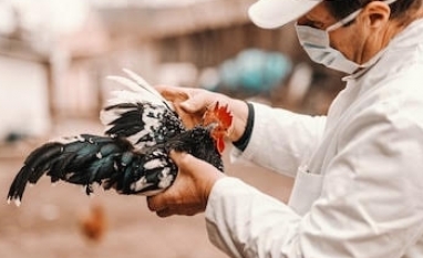 Gripe aviária já matou 201 milhões de aves em granjas dos EUA