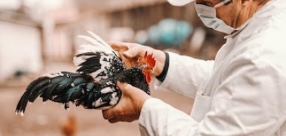 Gripe aviária já matou 201 milhões de aves em granjas dos EUA