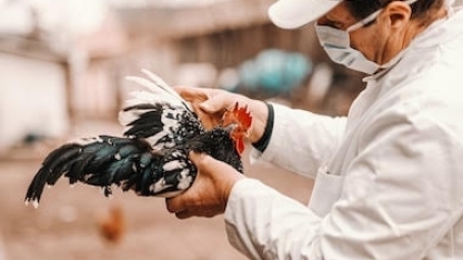 Gripe aviária já matou 201 milhões de aves em granjas dos EUA