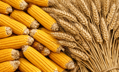 IGC prevê queda na produção global de milho e trigo em 2026/27
