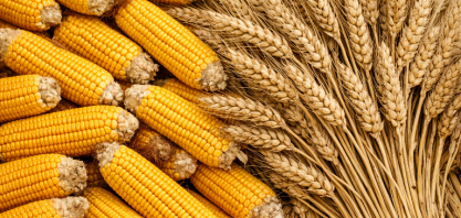 IGC prevê queda na produção global de milho e trigo em 2026/27