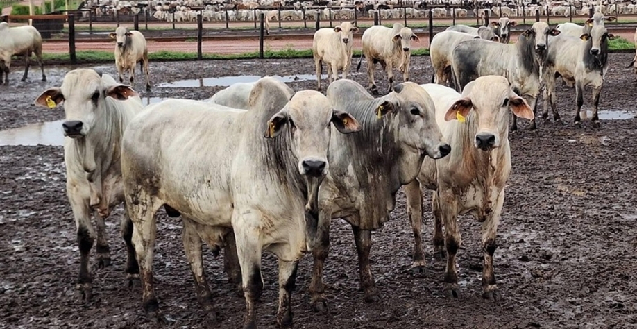 Preço do boi gordo atinge recorde no Estado de São Paulo