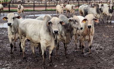 Preço do boi gordo atinge recorde no Estado de São Paulo
