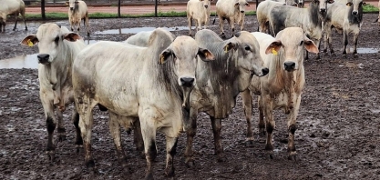 Preço do boi gordo atinge recorde no Estado de São Paulo