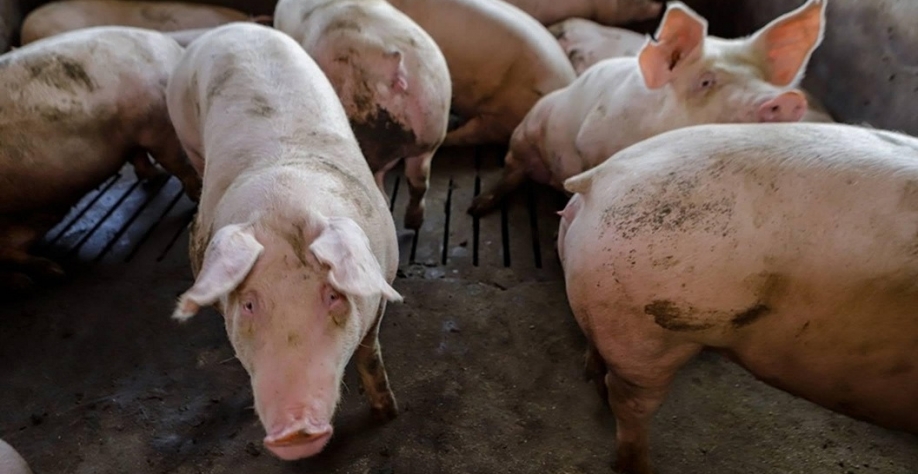 Em um ano, preço do suíno caiu 20% em São Paulo