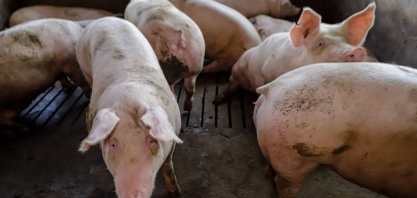 Em um ano, preço do suíno caiu 20% em São Paulo