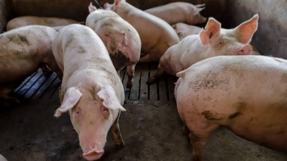 Em um ano, preço do suíno caiu 20% em São Paulo