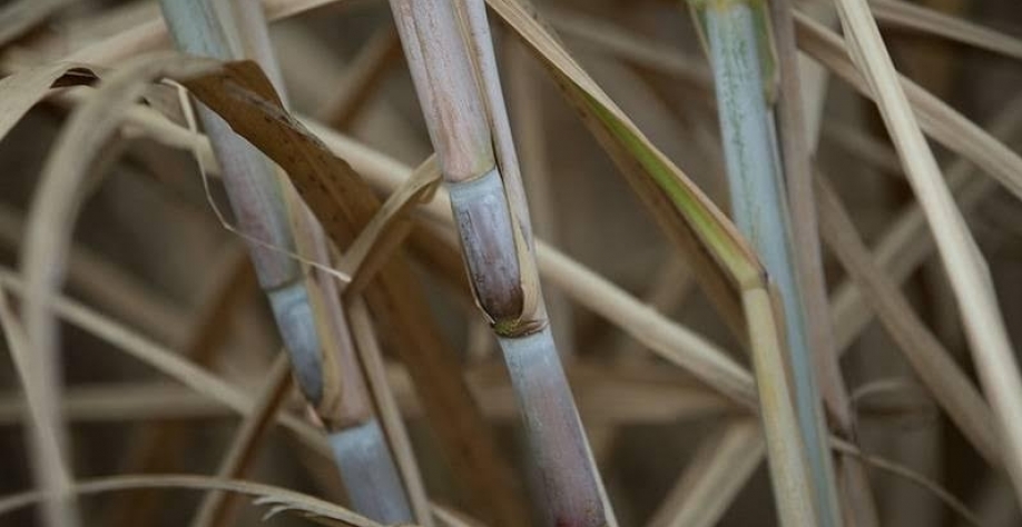 CTC lança duas variedades de cana com foco em maior produtividade