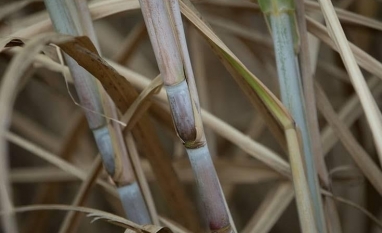 CTC lança duas variedades de cana com foco em maior produtividade