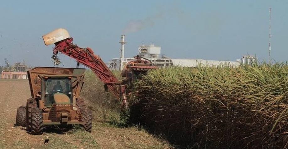 Projeções indicam aumento da moagem de cana em 2026/27 no Centro-Sul