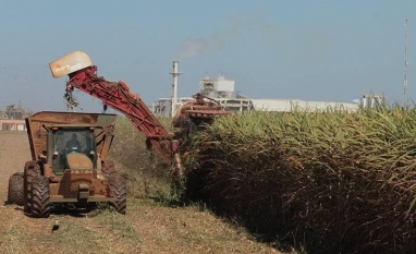 Projeções indicam aumento da moagem de cana em 2026/27 no Centro-Sul