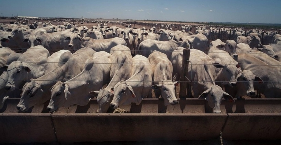 Custo de confinamento caem no Centro-Oeste e sobem no Sudeste em fevereiro
