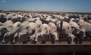 Custo de confinamento caem no Centro-Oeste e sobem no Sudeste em fevereiro