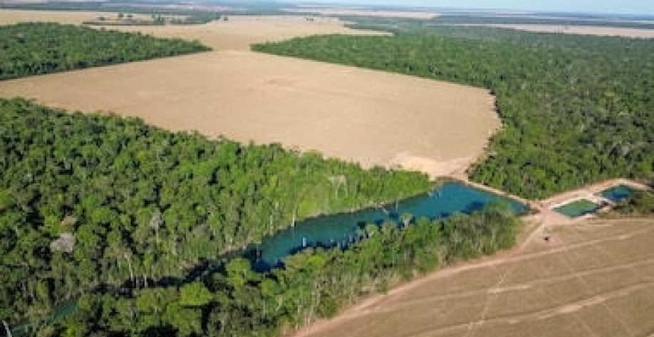 A floresta que sustenta o agro - Por Renata Piazzon e André Guimarães