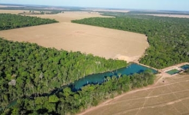 A floresta que sustenta o agro - Por Renata Piazzon e André Guimarães