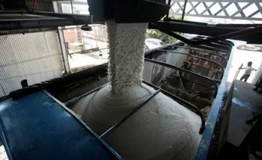 Oferta de cana na nova safra deve sustentar a produção de açúcar