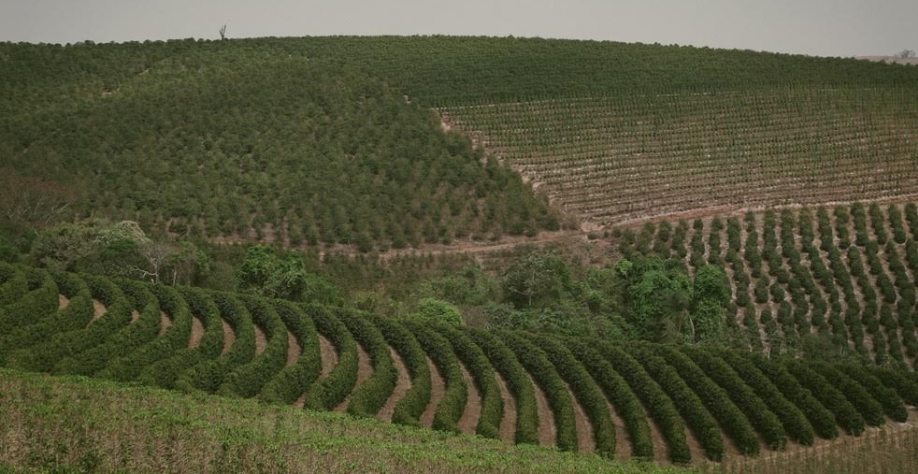 Preço da terra no Brasil varia de R$ 1 mil a R$ 2 milhões por hectare