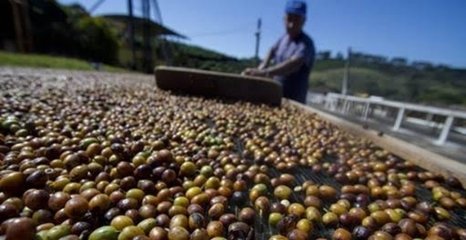 Cooxupé projeta exportação menor de café em 2026 