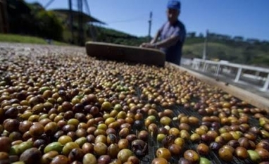 Cooxupé projeta exportação menor de café em 2026 