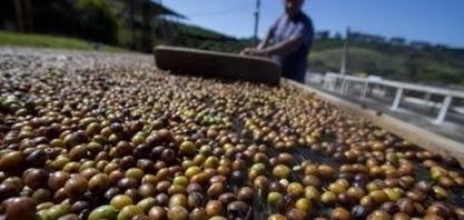 Cooxupé projeta exportação menor de café em 2026 
