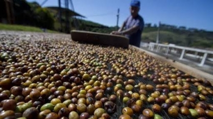 Cooxupé projeta exportação menor de café em 2026 