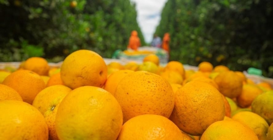 Produção de laranja de SP e MG cresceu 26,9% em 2025/26