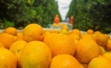 Produção de laranja de SP e MG cresceu 26,9% em 2025/26
