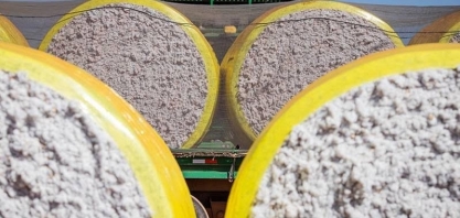 Preço do algodão tem a maior alta mensal em mais de três anos no Brasil