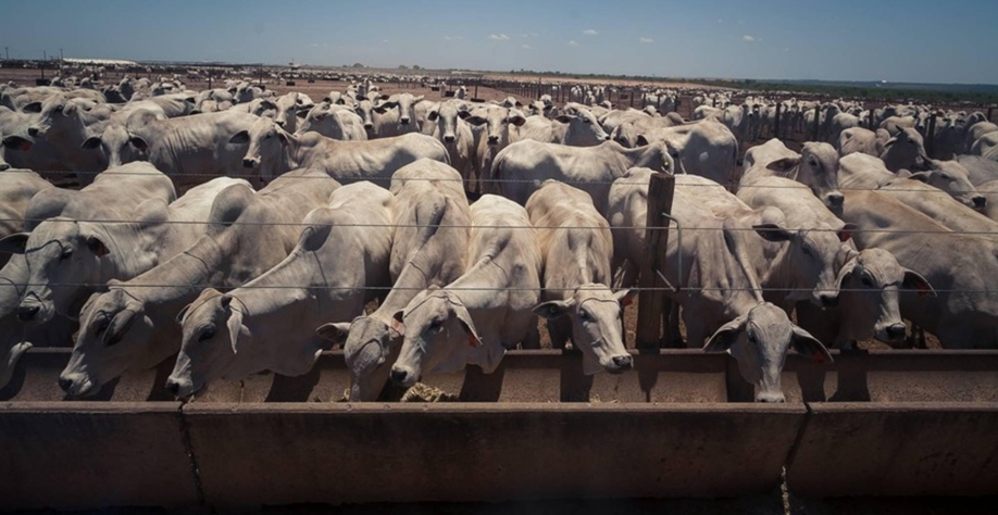 Corrida para exportar carne à China faz preço do boi bater recorde