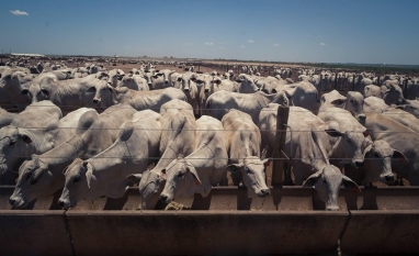 Corrida para exportar carne à China faz preço do boi bater recorde