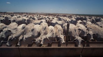 Corrida para exportar carne à China faz preço do boi bater recorde
